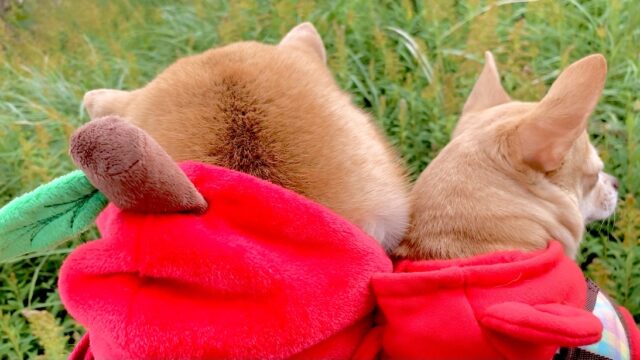 朝のお散歩